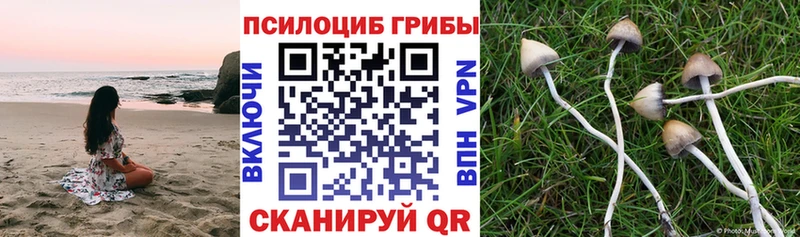 Галлюциногенные грибы Psilocybine cubensis  Богородск 